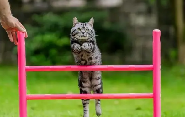 浙江一猫咪玩滑板创吉尼斯世界纪录