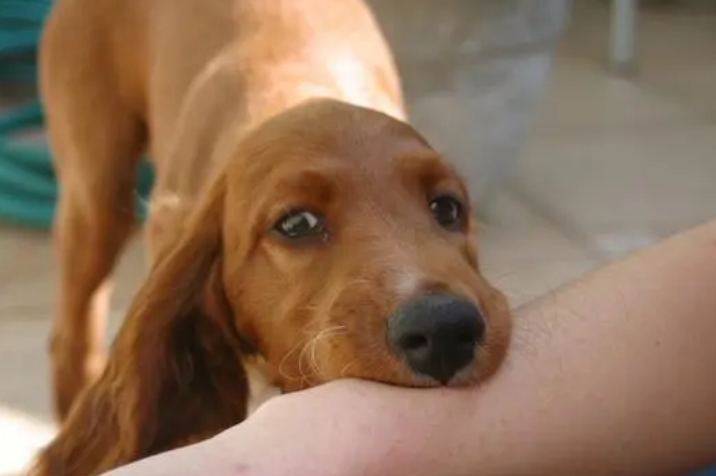 无偿收养却被狗咬伤 索赔难