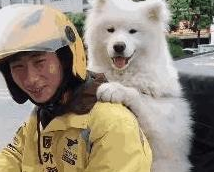 外卖小哥拉风了，带着萨摩耶送外卖，汪：我要骑着你们的外卖笑