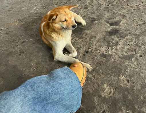 流浪5年的狗狗，在女生投喂几个月后终接纳人类