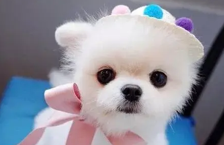 狗狗日常美容的一些小技巧