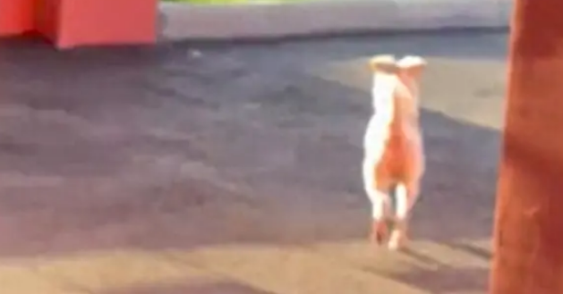 流浪狗妈妈将孩子托付给网友，就默默离开了，时隔百天再来看望它