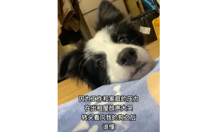 妹子骗狗家里没钱了,让它找个好人家,狗狗猛吃青菜:妈,我最好养活了! 妹子骗狗家里没钱了,让它找个好人家,狗狗猛吃青菜:妈,我最好养活了!