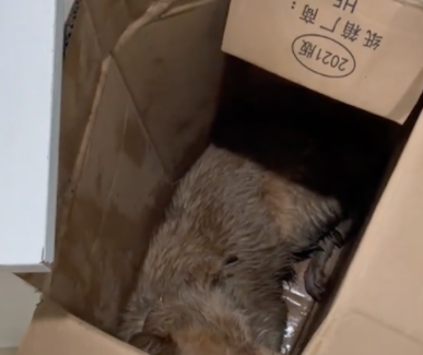 走丢的狗狗被人投毒晕倒,仍拼命爬到快递站求救 走丢的狗狗被人投毒晕倒,仍拼命爬到快递站求救