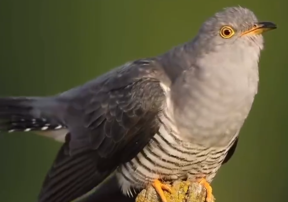 原来布谷鸟长这样