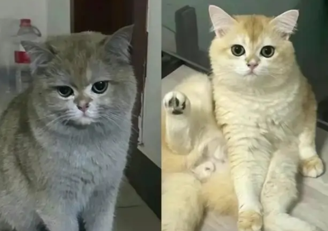 四川最牛批的猫咪，它把家炸了，成功把自己的身价提升到10万！