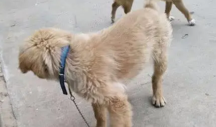 捡了只金毛犬，却一直被当成土狗对待