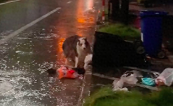 下雨天边牧在翻垃圾桶，以为是流浪狗，结果虚惊一场