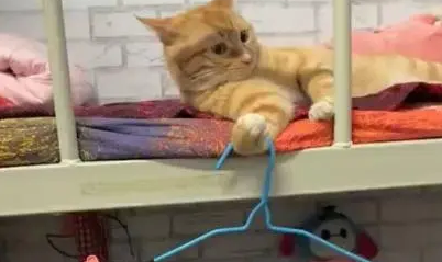 偷偷在宿舍里养猫，看到舍友把猫当衣架使用，网友笑出泪