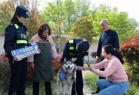 派出所不养“闲汪”，迷路哈士奇成“反诈工作犬”