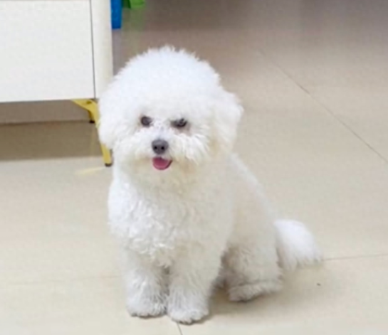 天热了给比熊剪去毛发，前后对比都认不出它了