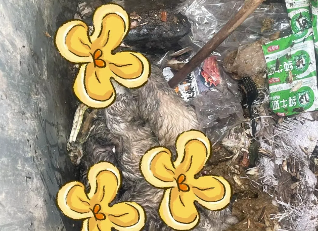 垃圾桶传来惨叫，靠近一看老头竟拿棍子捅六只奶狗…