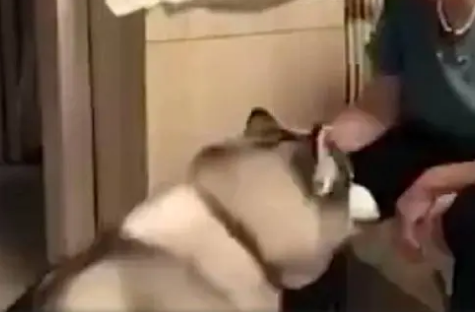 从这只哈士奇的体型来看，就知道是奶奶养大的