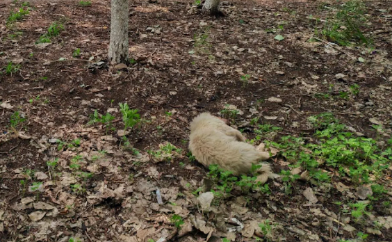 狗狗出车祸躺马路上不动了，男生抱它到路边草地上