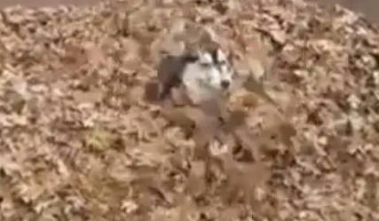 哈士奇看见一堆树叶之后，直接变成了撒手没