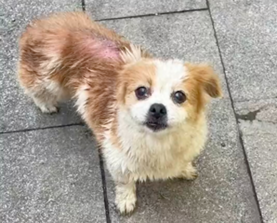 买菜途中遇到只流浪狗求助，一眼就认出网友是好人