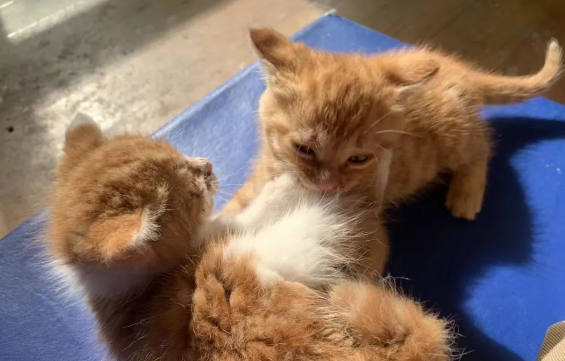 校园角落发现一窝奶猫，可猫妈妈把它们藏起来…