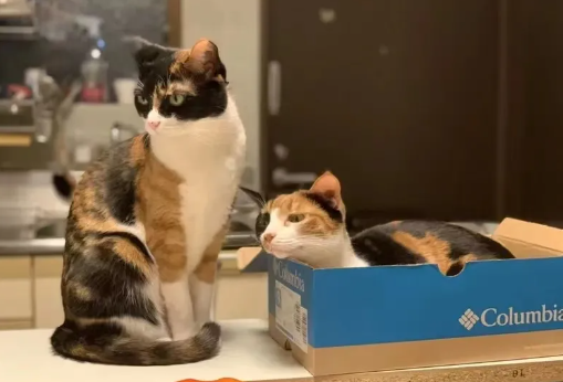 仙气猫咪见1物品秒丢偶像包袱，瞬间化身喵斯拉！