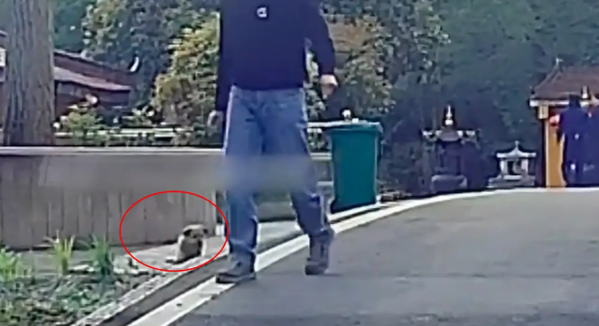 残疾小狗被扔在寺庙门口，特别亲人却总被忽视，最后终等到幸福