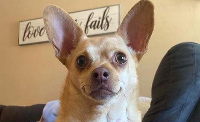 吉娃娃因太懒被抛弃，男子让它好生看家，它却睡懒觉