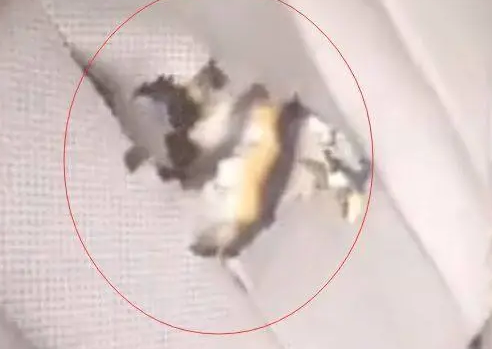 哈士奇坐车时突然特别老实，主人向后一看，直接崩溃