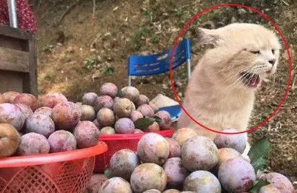 橘猫跟着奶奶卖黄桑，一下午没卖多少，紧皱眉头可操心了