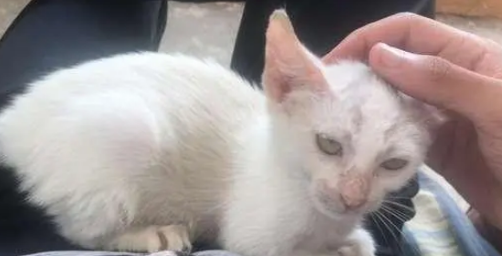 小伙在沙发上睡觉，醒来就发现身上趴着一只猫