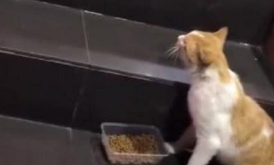 主人把猫粮分给流浪猫，家猫不乐意上前找茬