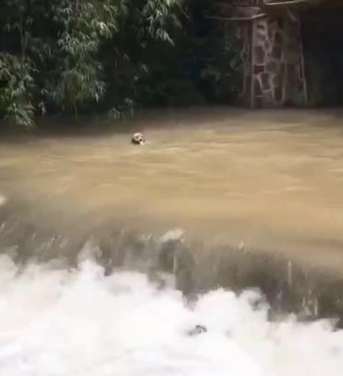 主人矿泉水掉河里，大声喊金毛不要跳