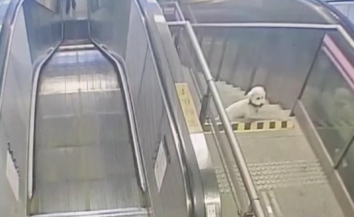 迷路小狗徘徊地铁站，民警暖心安抚找到主人