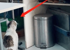 流浪小猫受伤被救助，猫妈妈小心翼翼来探望