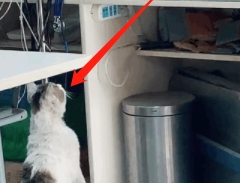 流浪小猫受伤被救助，猫妈妈小心翼翼来探望