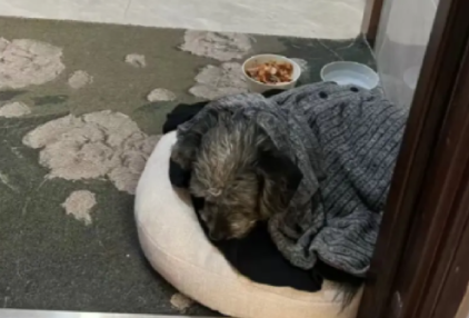 流浪狗跟着网友回家，却被妈妈拒绝进家门！