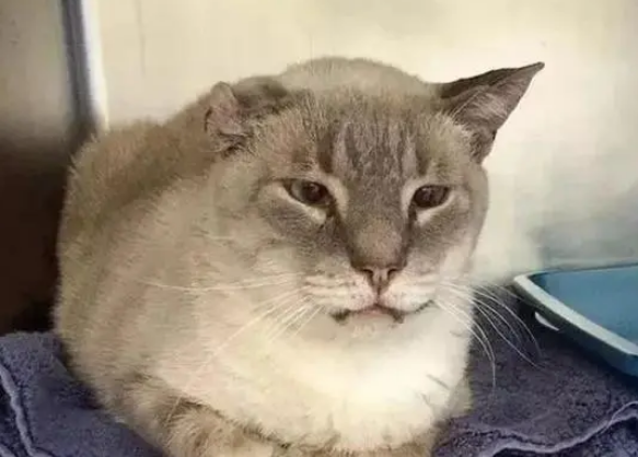 捡的流浪猫身患重病，主人坚持救治，猫咪成了无耳猫
