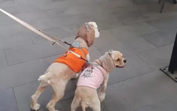 保姆遛狗被他人宠物狗吓死，分别赔偿9万、24万