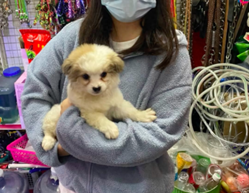 女生养了2年的狗，被老公偷偷开车送走了！