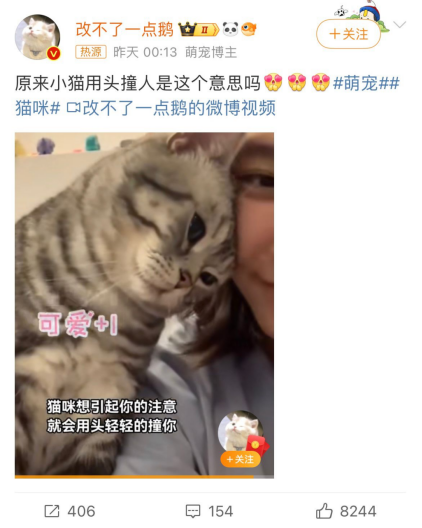 原来小猫用头撞人是这个意思！可可爱爱！