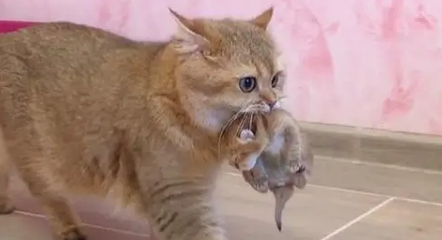 铲屎官买了个新窝，猫妈妈马上叼着孩子入住！