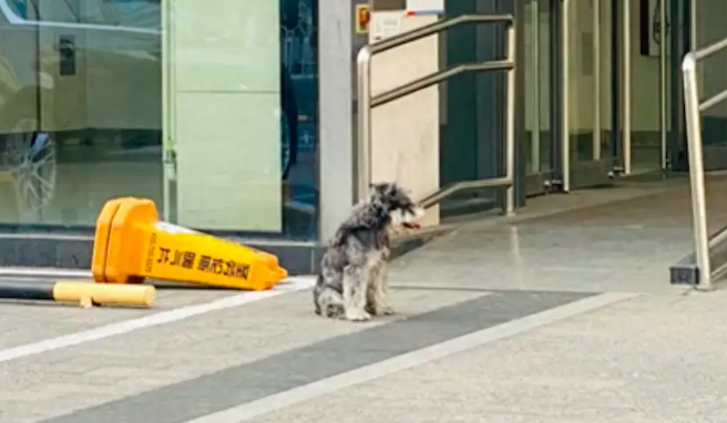 遇到一只雪纳瑞性格乖巧，幸好戴有联系方式的铭牌，顺利找回主人