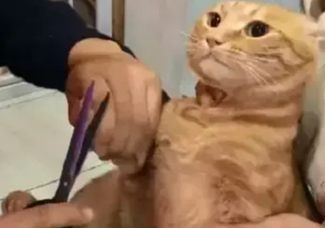 铲屎官给橘猫剪指甲，橘猫看着面前的擀面杖，它流下屈辱的泪水