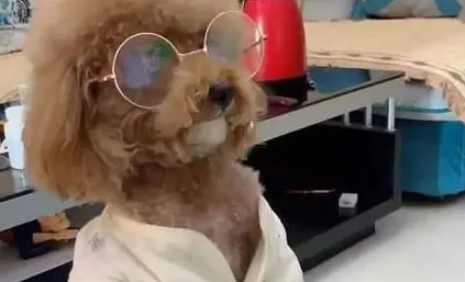 狗子斯斯文文却被送去绝育，听到原因让人发笑