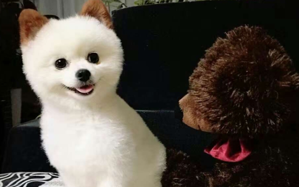 宠物为什么要去宠物店做美容？看看这篇文章你就明白了