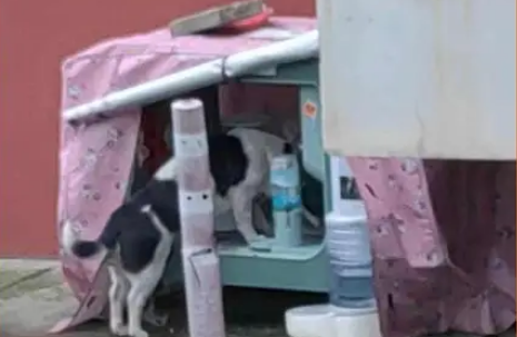 居民自费在小区为流浪猫安置喂食器，没几天就被邻居砸了