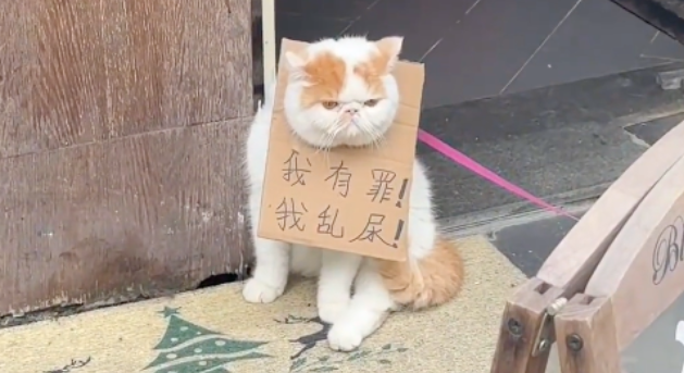 猫咪被拴在门口挂牌示众，网友找主人询问，得知原因后：罚轻了...