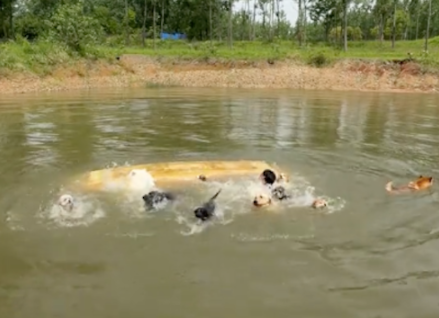 带日托班的狗狗们划船，结果到湖中间翻船了！