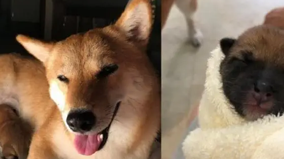 医生诊断柴犬没怀孕，可半夜就生出了狗崽
