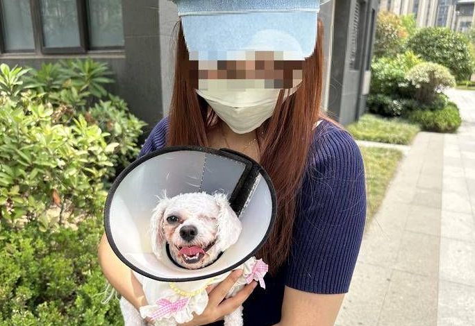 比熊犬被柴犬咬伤至眼球摘除 救治已花近2万元