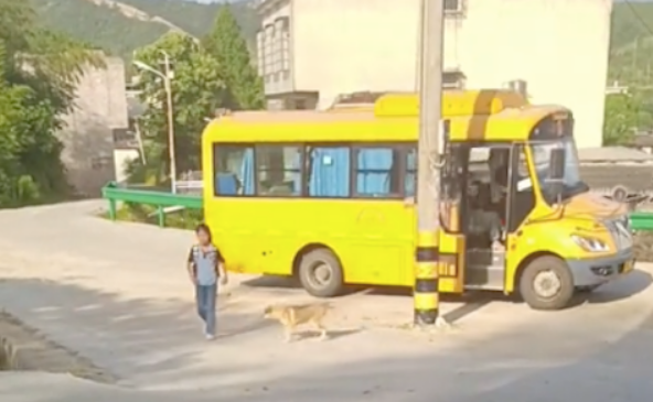 狗狗看到别的校车不动，看到小主人校车就去迎接