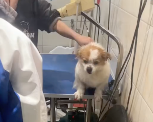 买菜途中遇到只流浪狗求助，一眼就认出网友是好人