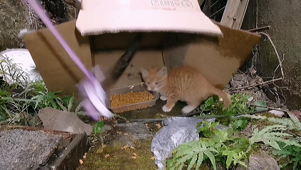 一只小流浪猫拆家了，它自己拆就算了，还带着我家猫一起拆